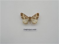 藏品(尺蛾128)的圖片